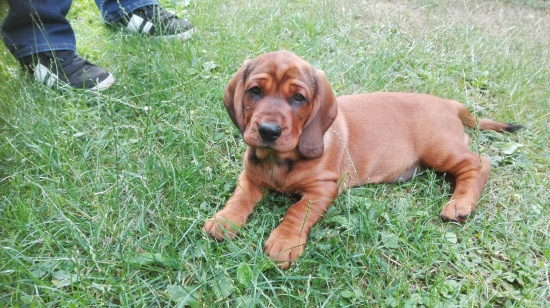 Nový člen rodiny AJD