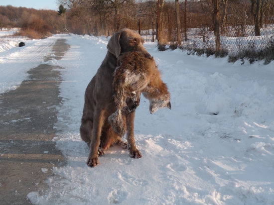 líška z rannej vychádzky