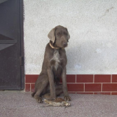 Bez psíka by bola stratená