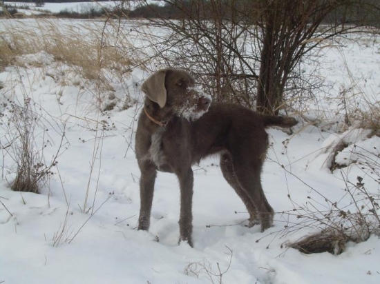 FARKA SARKA z Milhostovských polí