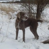 FARKA SARKA z Milhostovských polí
