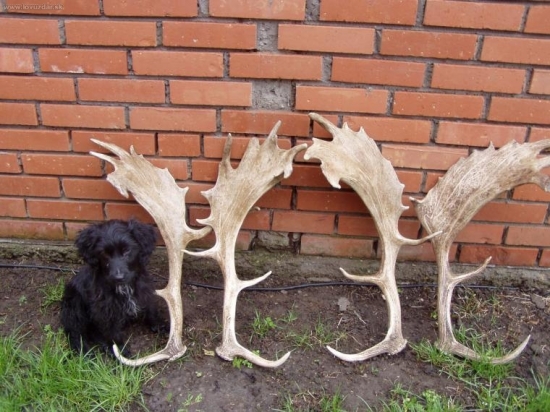 Danielie zhody 11.4.2010, váha 3.6a4.5kg