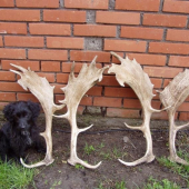 Danielie zhody 11.4.2010, váha 3.6a4.5kg