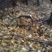 skoda ze zo neni parka ten v listi je vlanajsi