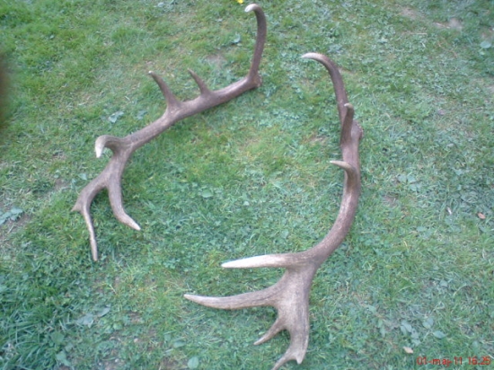 nepravidelni 16torak