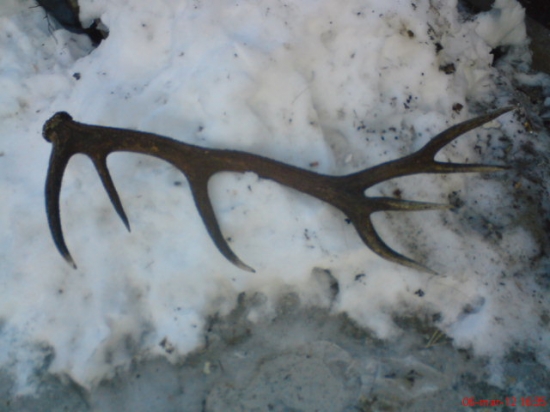 kamaratou 14torak 2,95 kg