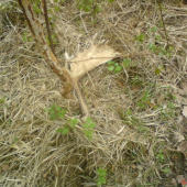 dnešny lopatar 1,60 kg