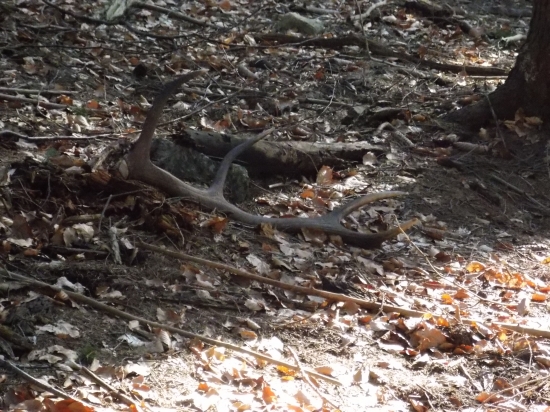 pravy 10-torák 1,85 kg
