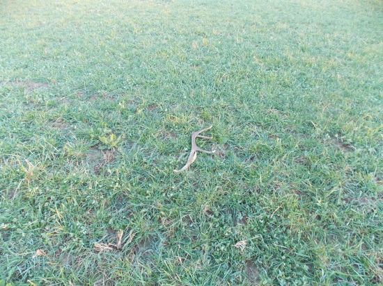 ďalší v ďateline