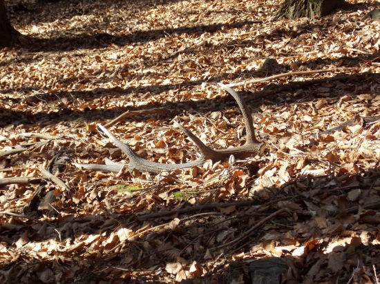 maskovaný 12-torák