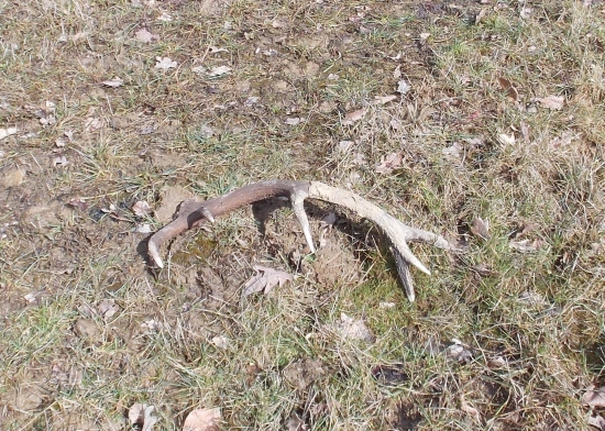 Zablatený 12-torák