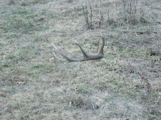 zaujímavý osmorák