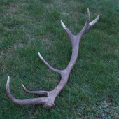14-torák 2,10 kg