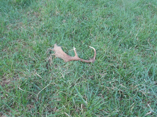 po dlhšom čase sa podarilo aj z daniela