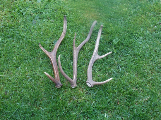 na lúke, na ceste, v potoku