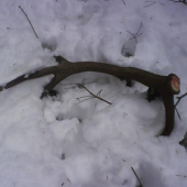 vlani o takomto case