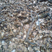 moj prvy v tomto roku-pohlad 1