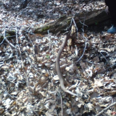 dohladany k vcerajsiemu