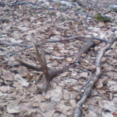 skoro mi oci vypadli