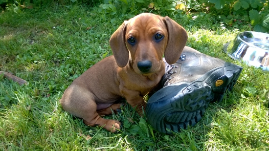 Jazvečík hladkosrstý trpasličí