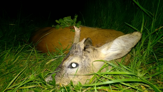 Na večernej postriežke