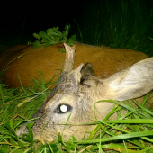 Na večernej postriežke