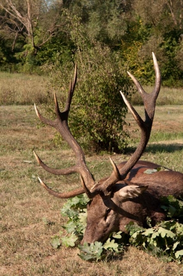zlaty jelen uloveny na 60 narodeniny