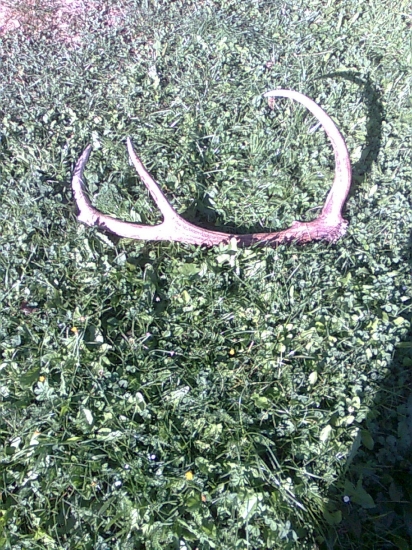 vyradovy dlzka ocnika 45cm