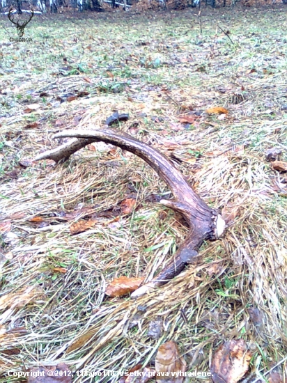 vcerajsi 12 torak