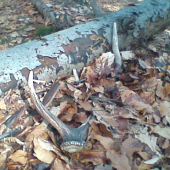 vcerajsi 6 torak