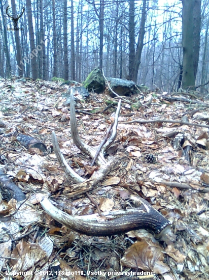 Kamaratov