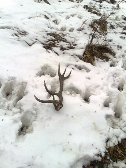 Prvy pohlad na raritu