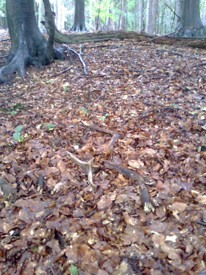 vcerajsi 12 torak par k id 162876