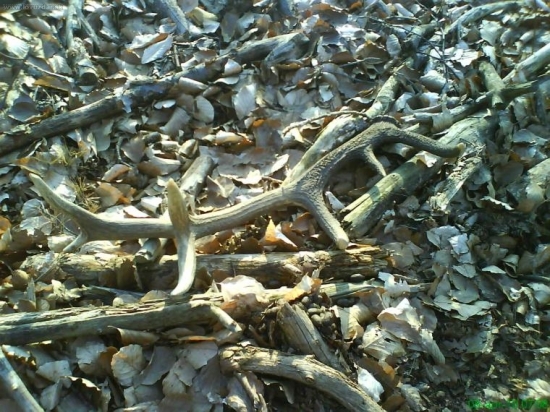 Malinova-vcerajsi 14 torak