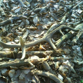 Malinova-vcerajsi 14 torak