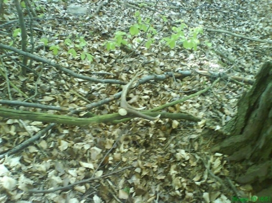 Malinova dnes najdeny