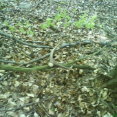 Malinova dnes najdeny