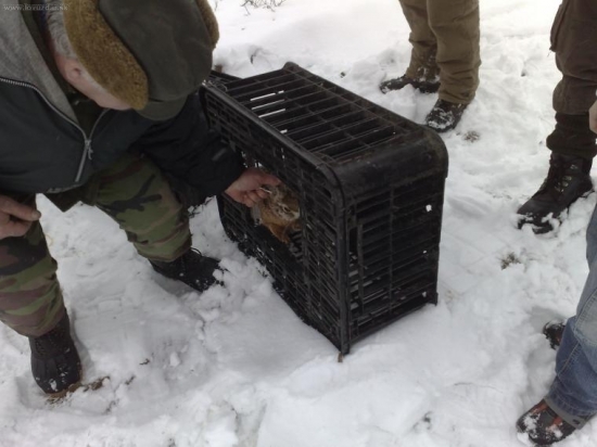 Zazverovanie (introdukcia) 1