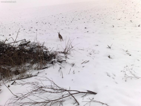 Zazverovanie (introdukcia) 2