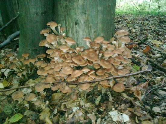 Niekoľko mesiacov dozadu