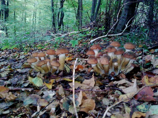 Niekoľko mesiacov dozadu 2