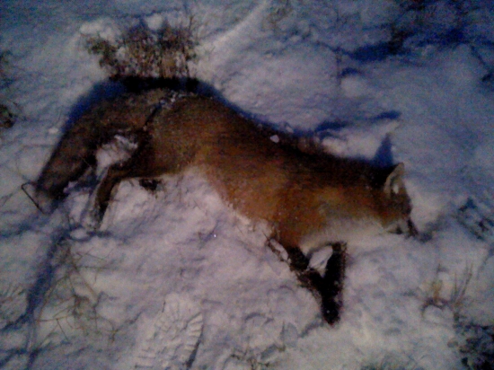 Na čerstvom snehu, 6.líška