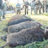 8 diviakov na spolocnej polovacke