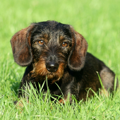 Siesta na sluníčku