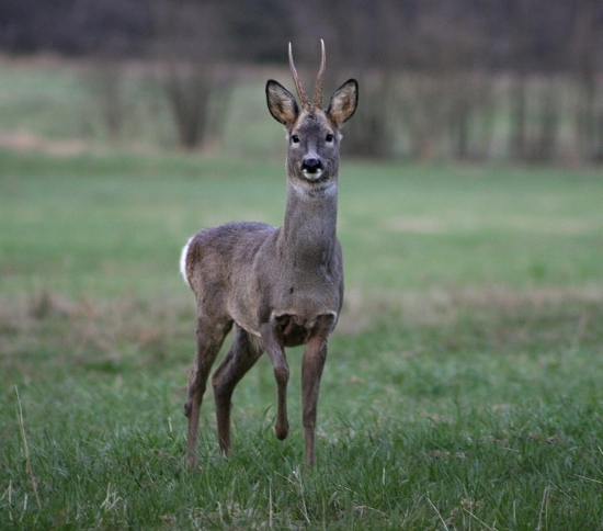 Přišel se kouknout