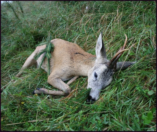 Dnes ráno...úspěšný doprovod
