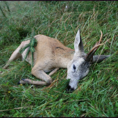 Dnes ráno...úspěšný doprovod