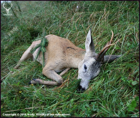 Dnes ráno...úspěšný doprovod