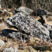 Selata