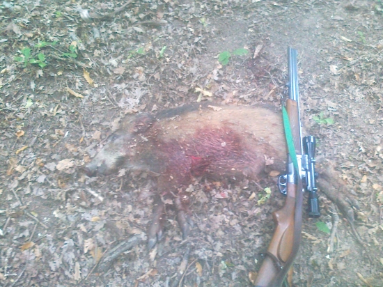 septembrový diviačik